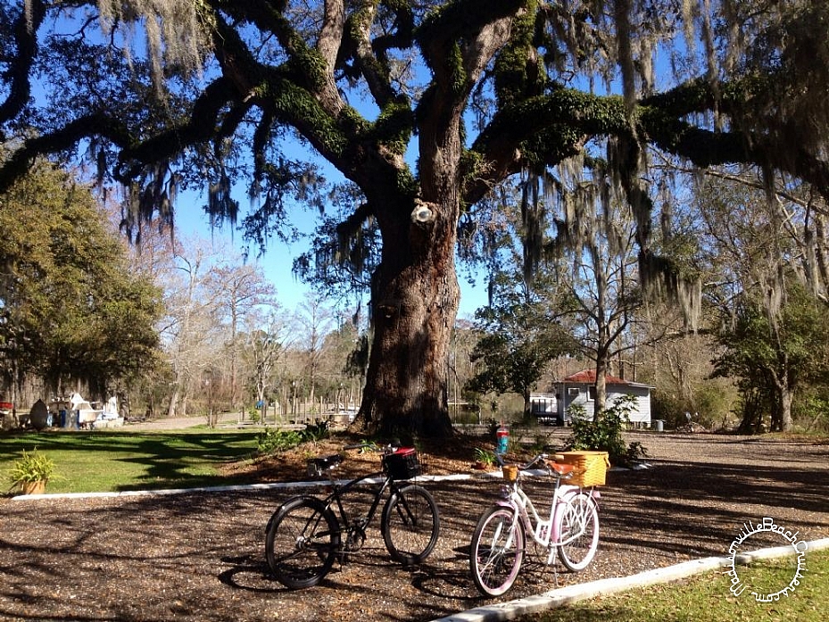 More Bicycles, Beach Cruisers, Sting-Rays, and Vintage Bikes